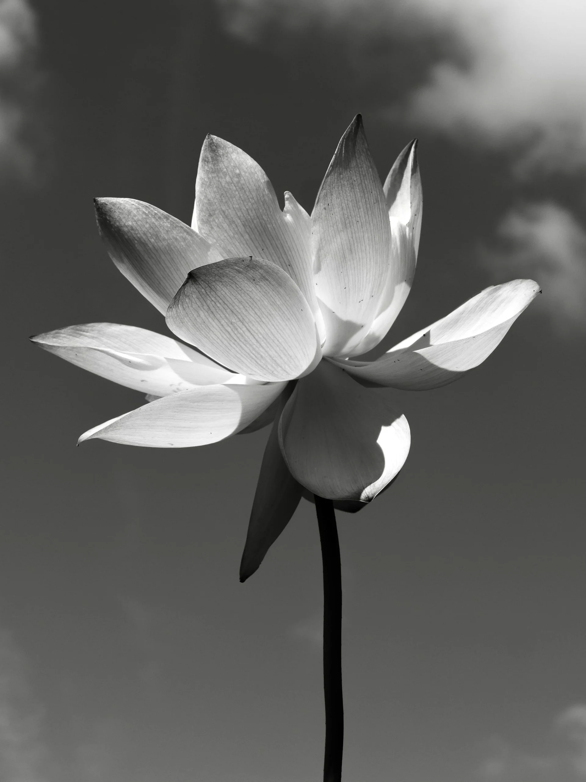 Pakvista Technologies - Custom Software Development